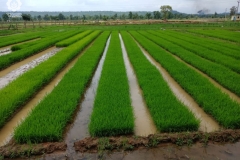 Field Crop Seed Production