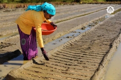 Seed Production - Nursery Seed Placement