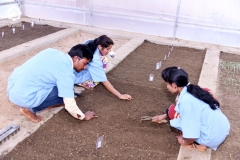 Sand Bed Germination Test - Sand Bed Preparation